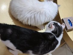 -藏猫猫咖啡主题馆(中央大道店)