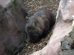 -费瑟代尔野生动物园