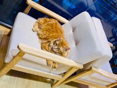 -藏猫猫咖啡主题馆(中央大道店)