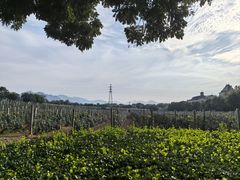 -北京张裕爱斐堡酒庄