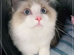-lincat·猫舍(广州店)