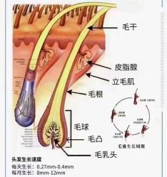 -希梵尔头皮抗衰·科技养发
