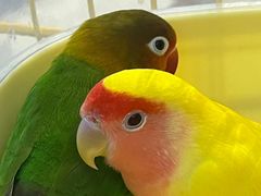 -峰景台亚姨牛杂