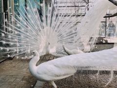 -沈阳鸟岛