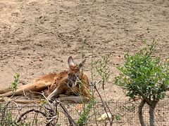 -北京野生动物园