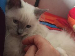 -Bastet sally猫舍购宠(静安店)