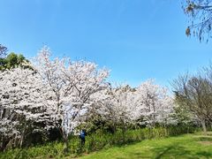 -上海滨江森林公园