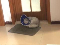 -宠爱国际动物医院· 猫科· 外科·中兽医(长白店)