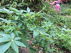 -广州神农草堂中医药博物馆