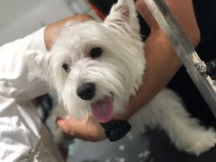 -Oh My Dog宠物沙龙(伊珊娜皮毛护理店)