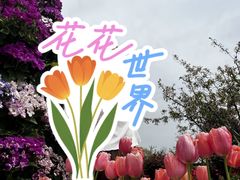 -荷兰花海