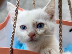 -米苏动物医院·犬猫专科·骨科外科内窥镜