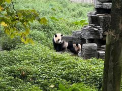 -中国大熊猫保护研究中心雅安碧峰峡基地