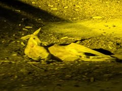 -清迈夜间动物园