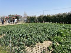 -小鱼草莓采摘园农家乐·小鱼餐厅