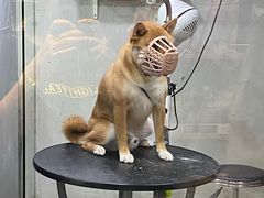 -PETKIT小佩宠物(昭化店)