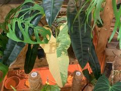 -Rabbit Cafe私房西餐甜点咖啡(栖霞路店)