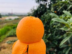 -塘栖枇杷特色园区