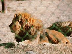 -鄂尔多斯野生动物园