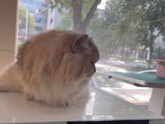 -北京观赏动物医院·24小时大型综合·猫专科·异宠专科