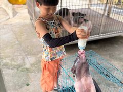 -深圳野生动物园