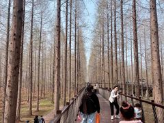 -黄海国家森林公园