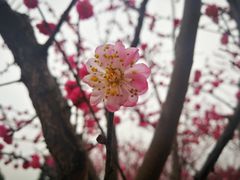 -秀丽东方