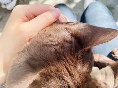 -喵屿·大理花园猫咖