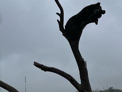 -黑瞎子岛探秘野熊园