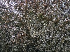 -人民公园-相亲角