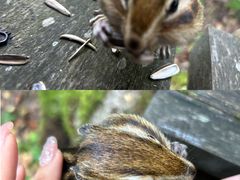 -五营红松林海景区