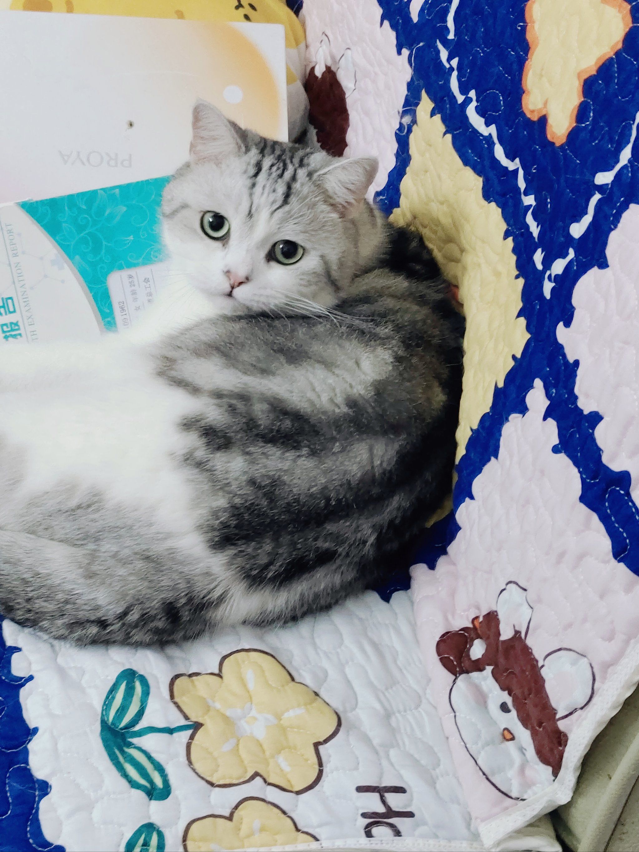 长的眉清目秀的猫咪