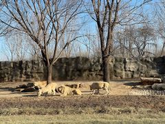 -北京野生动物园