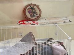 -爱宠屋pet shop·宠物洗澡·宠物美容