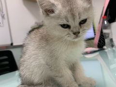 -宠福鑫康馨动物医院·骨科·眼科