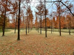 -黄海国家森林公园