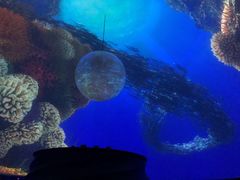 -上海海昌海洋公园-停车场