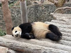 -都江堰中华大熊猫苑