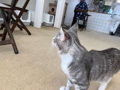 -猫友咖啡店(玉林西路店)