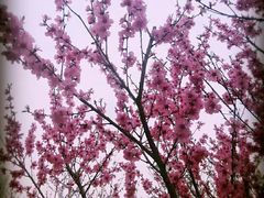 -白鹭湾湿地公园