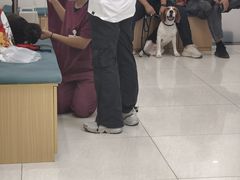 -美联众合动物医院·24h京西诊疗中心