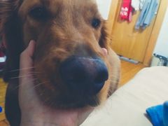 -宠颐生动物医院·心脏科·保险定点(锦阳分院)