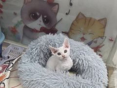 -糯米喵星人总部直营旗舰店·猫舍·幼猫出售