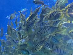 -太平洋海底世界