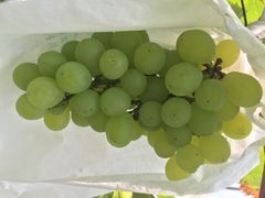 iphone_upload_pic-阿林有机农庄