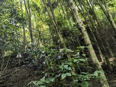 -凤栖山