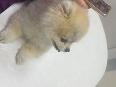 -中农国际动物医院24小时·猫科·骨科·急重症中心