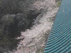 -武汉大学老图书馆