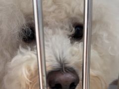 -宠福鑫康馨动物医院·骨科·眼科