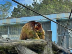 -大连森林动物园